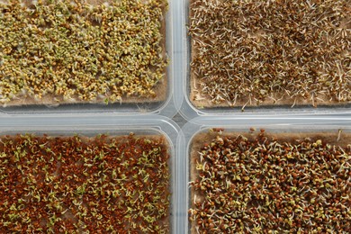 Growing microgreens. Different sprouted seeds in containers on table, flat lay