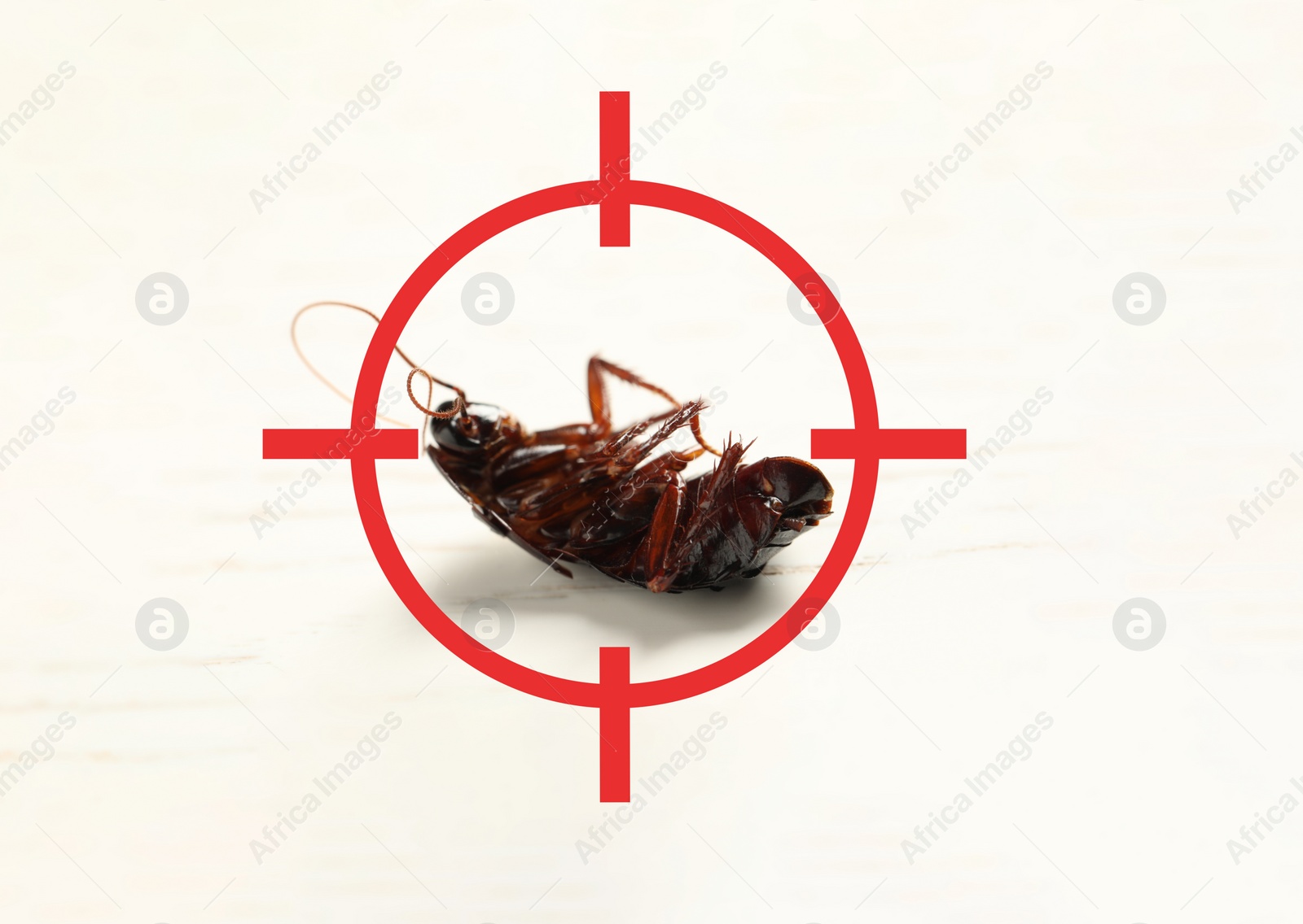 Image of Dead cockroach with red target symbol on white surface. Pest control
