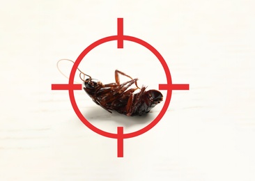 Dead cockroach with red target symbol on white surface. Pest control