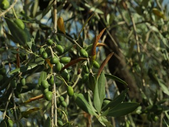 Photo of Olive tree with fresh green fruits outdoors on sunny day