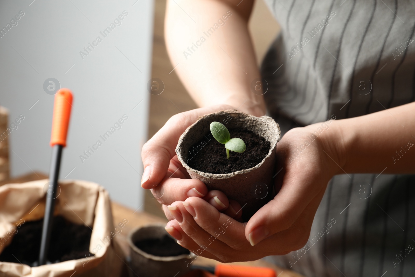 Photo of Woman holding pot with seedling indoors, closeup