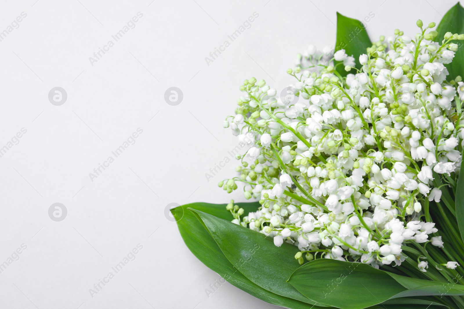 Photo of Beautiful lily of the valley flowers on light grey background. Space for text