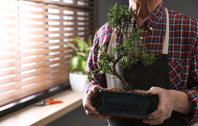 Photo of Closeup view of senior man with Japanese bonsai plant near window indoors, space for text. Creating zen atmosphere at home