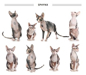 Cute Sphynx cats on white background, collage