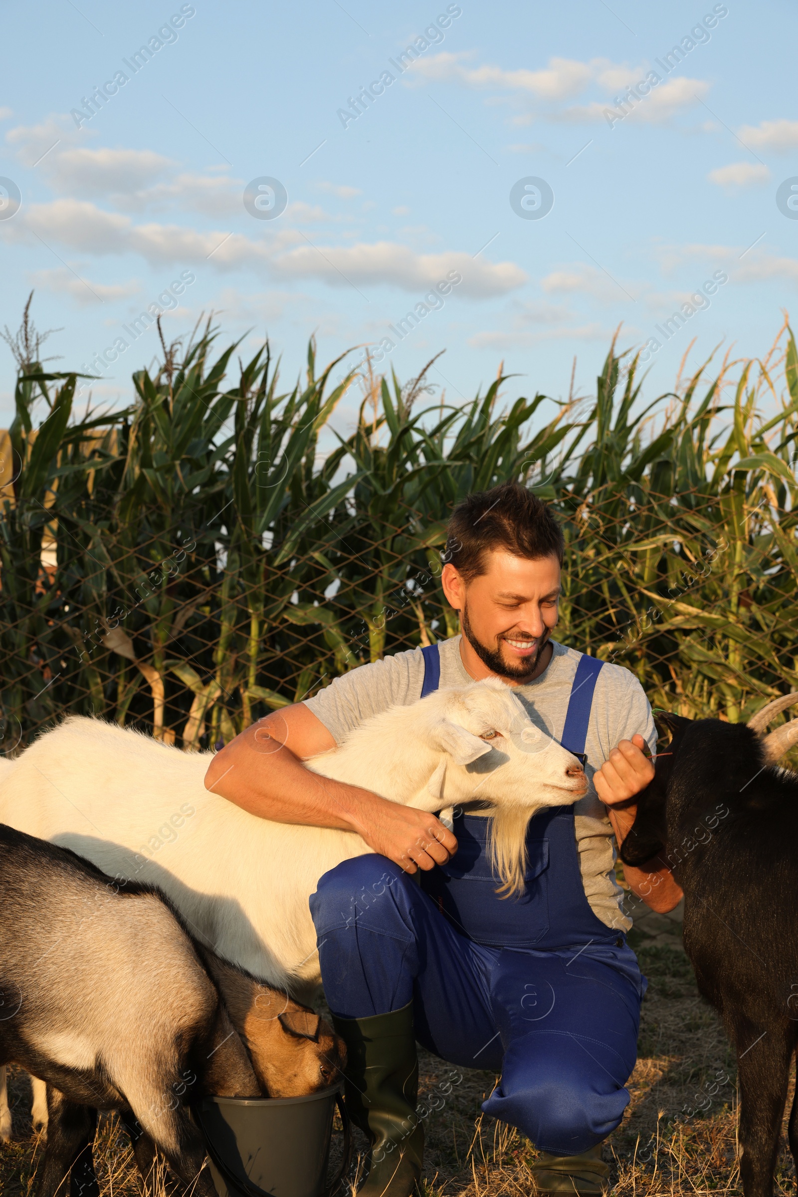 Photo of Man with goats at farm. Animal husbandry