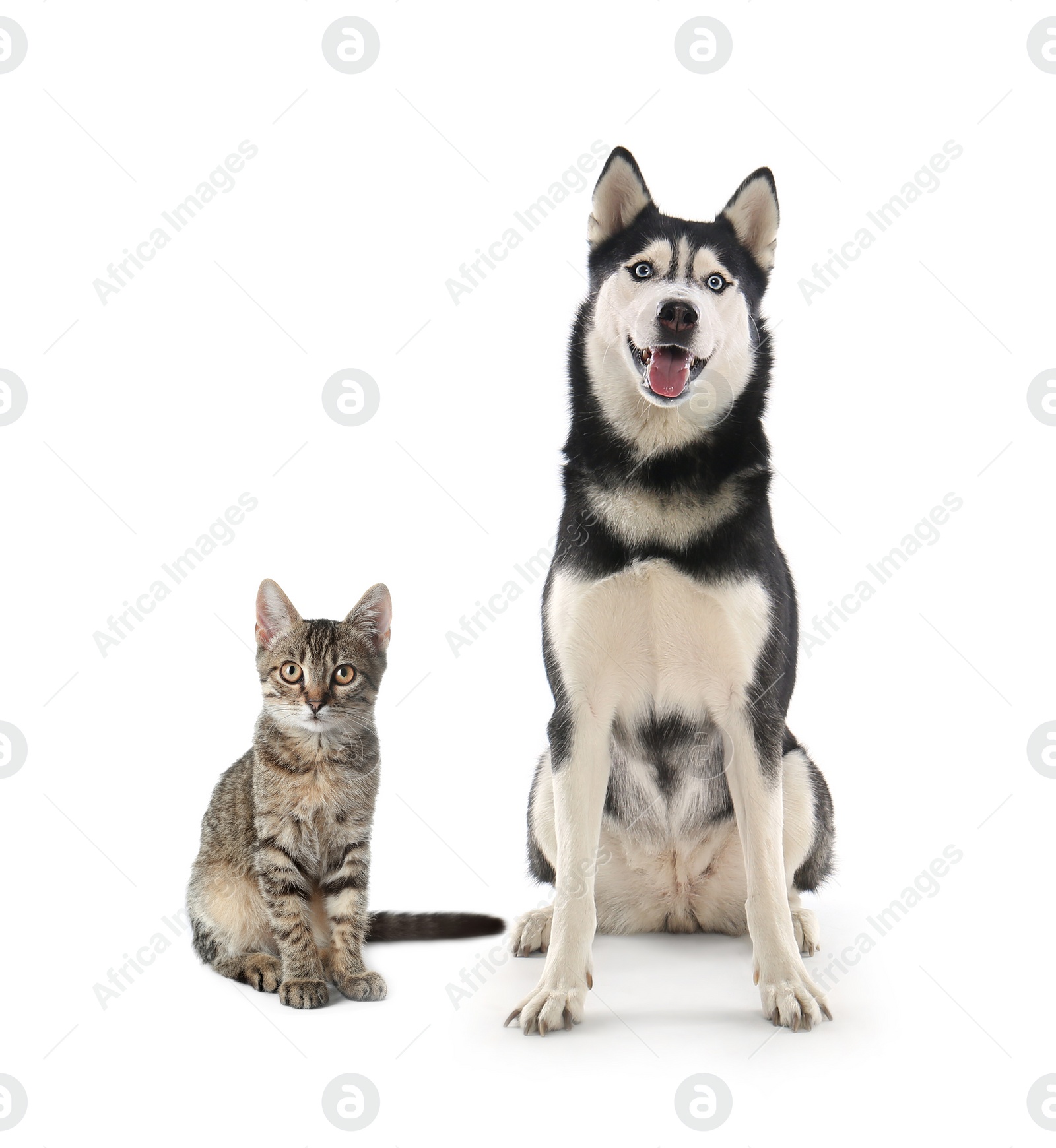 Image of Cute cat and dog on white background. Fluffy friends