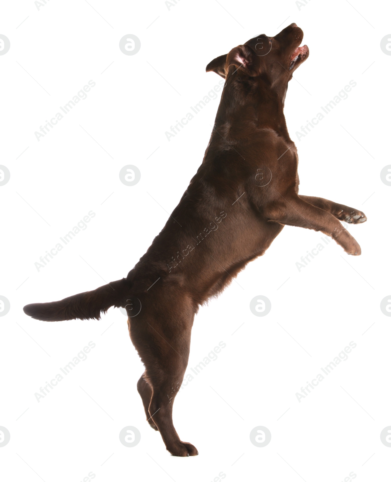 Photo of Chocolate labrador retriever jumping on white background