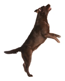 Chocolate labrador retriever jumping on white background