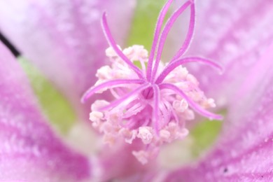 Beautiful flower with pink pistils as background, macro view