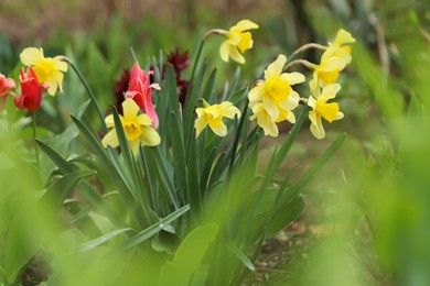 Photo of Beautiful blooming daffodils and tulips outdoors on spring day