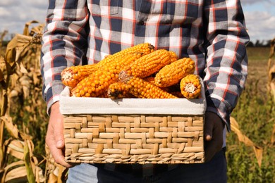 Photo of Man holding wicker basket with delicious ripe corn cobs in field, closeup