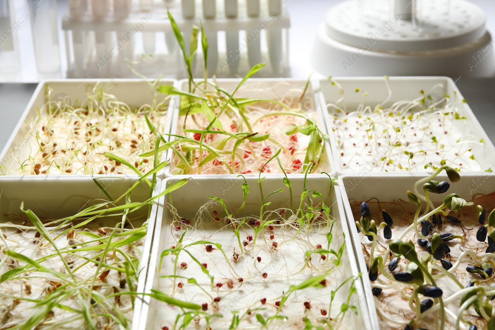 Photo of Containers with sprouted seeds in laboratory, closeup. Disease analysis