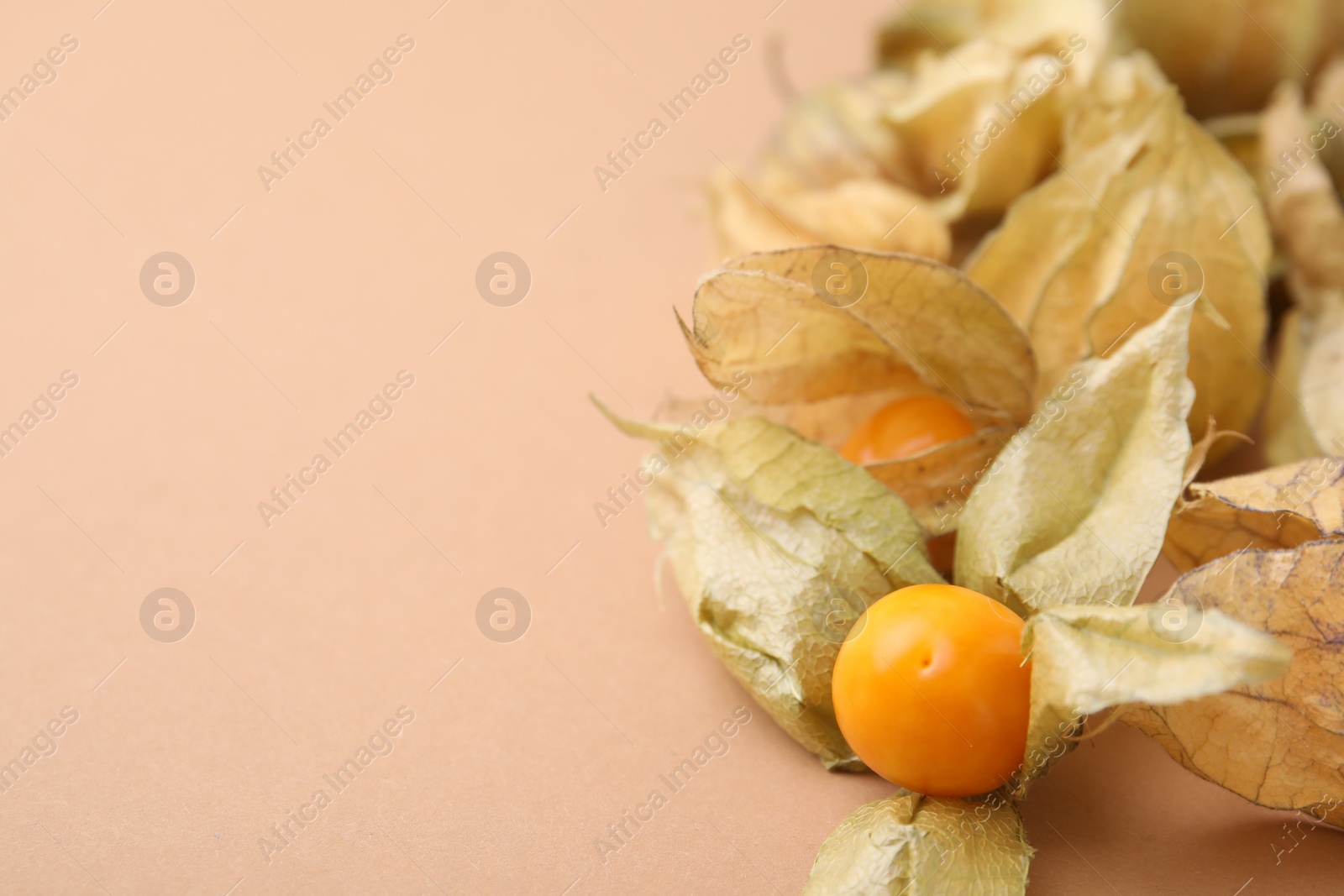 Photo of Ripe physalis fruits with calyxes on beige background, closeup. Space for text