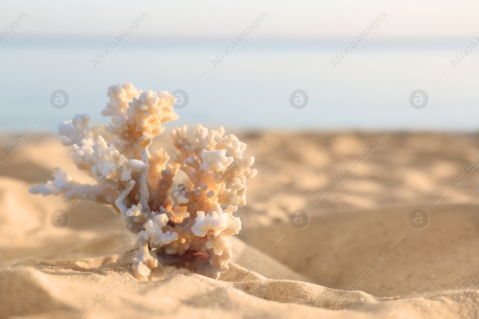 Photo of Sandy beach with beautiful coral near sea on sunny summer day. Space for text