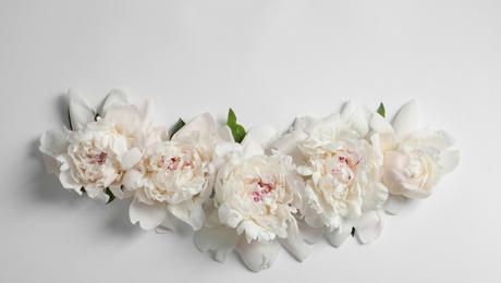 Beautiful blooming peony flowers on white background, top view