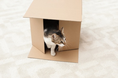 Photo of Curious cat getting out of box at home