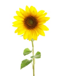 Beautiful bright yellow sunflower on white background