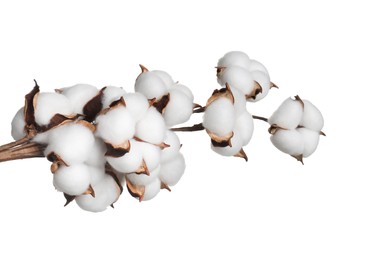 Photo of Beautiful dried cotton branch with fluffy flowers isolated on white