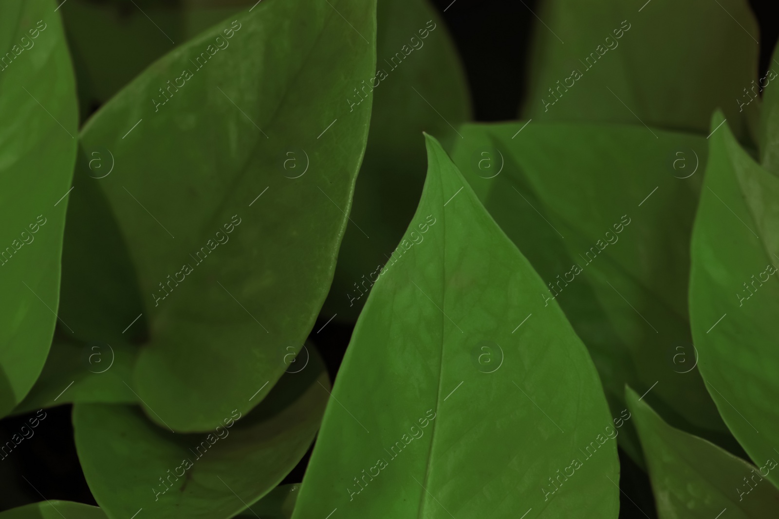 Photo of Tropical plant with lush green leaves, closeup