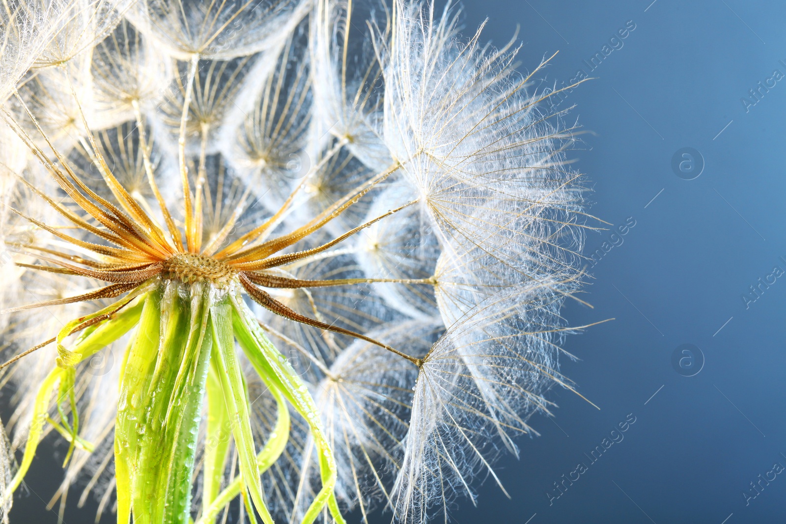 Photo of Dandelion seed head with dew drops on color background, close up