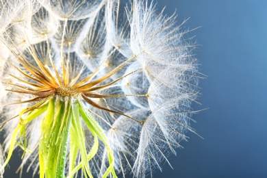 Dandelion seed head with dew drops on color background, close up