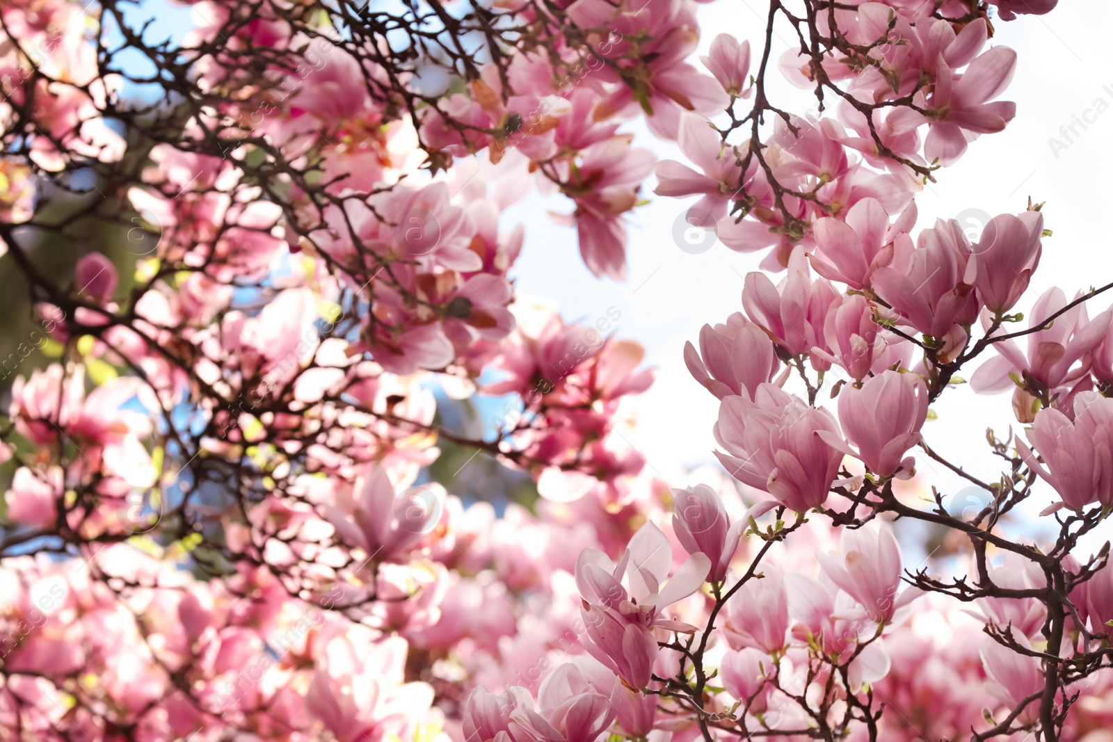 Photo of Beautiful magnolia tree with pink blossom outdoors. Spring season