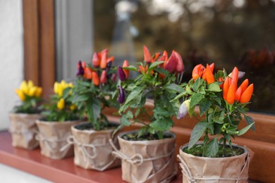 Photo of Capsicum Annuum plants. Many potted multicolor Chili Peppers near window outdoors, space for text
