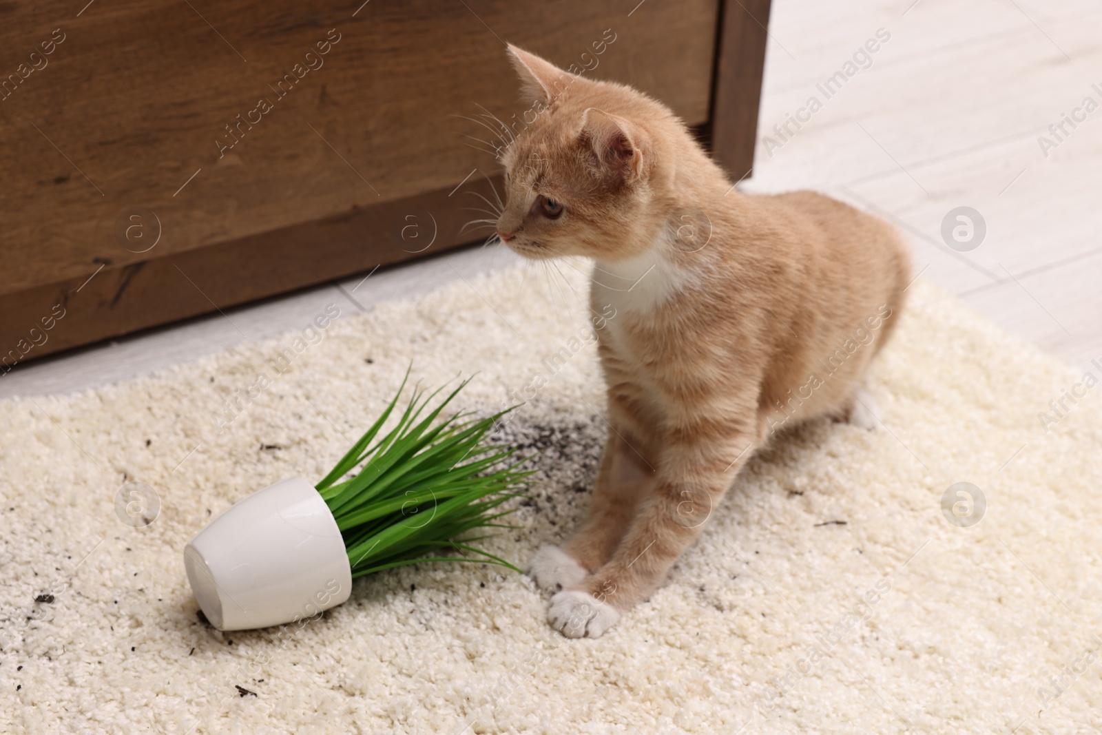 Photo of Cute ginger cat near overturned houseplant on carpet at home