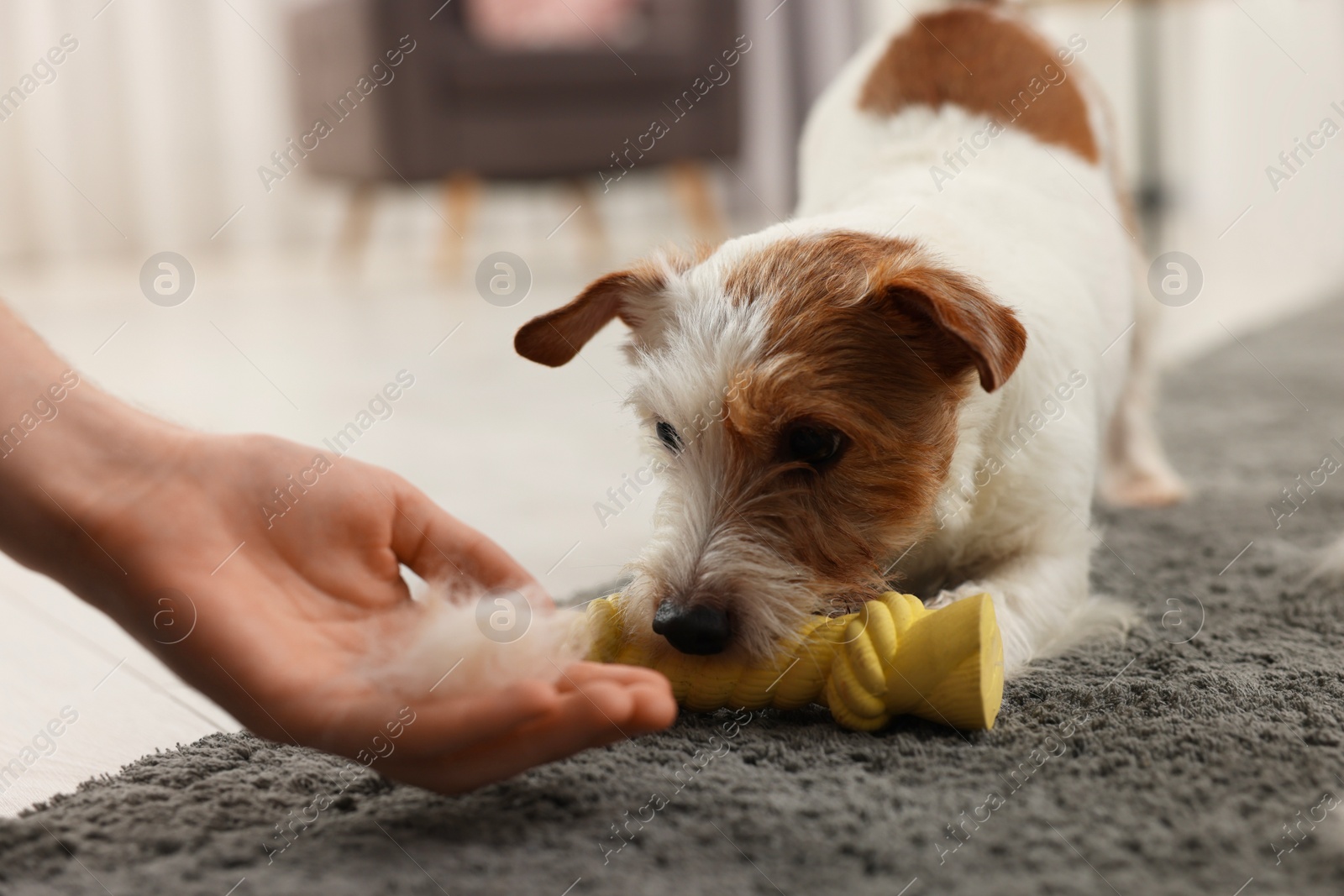 Photo of Pet shedding. Man showing pile of dog's hair to cute Jack Russell Terrier at home, closeup