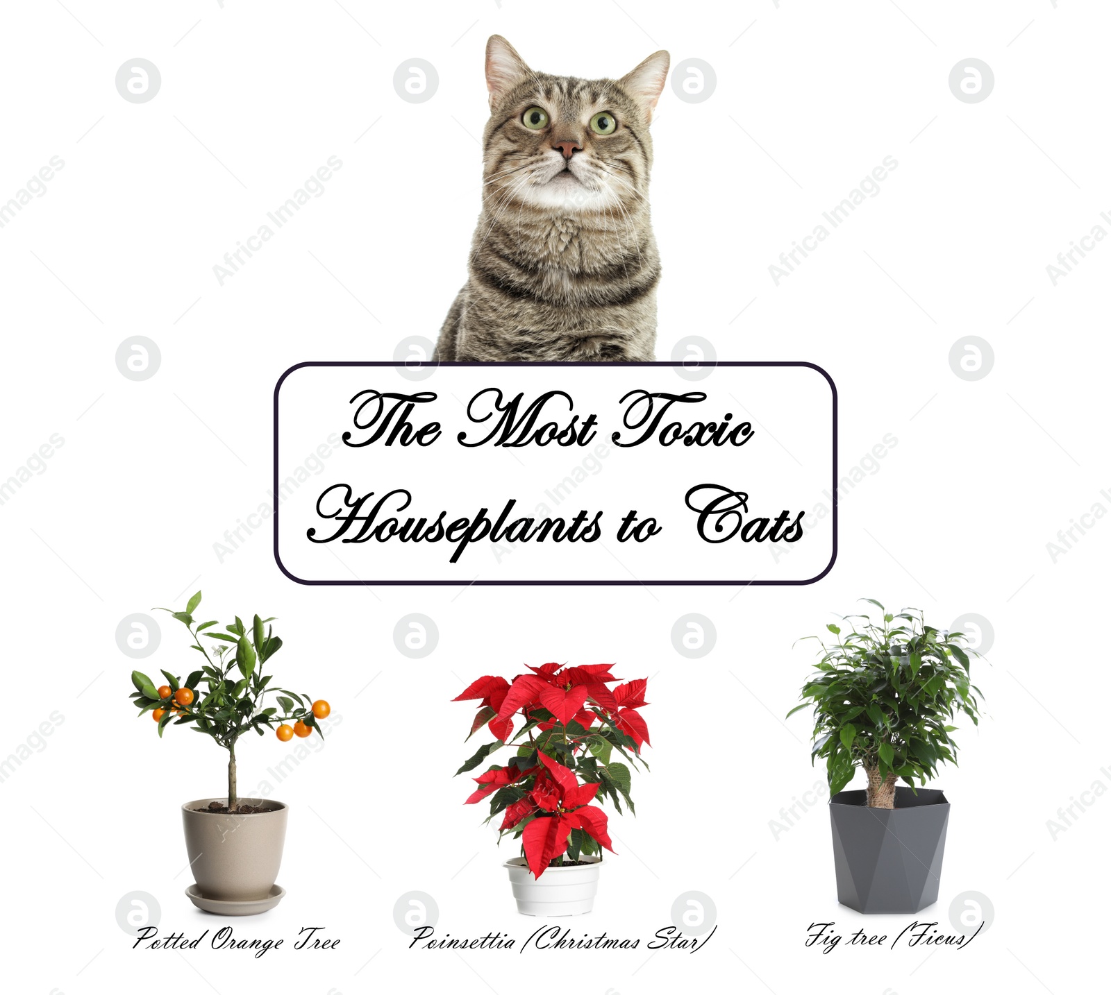 Image of Set of house plants poisonous to cats and kitten on white background