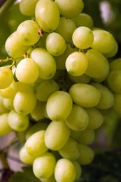 Photo of Ripe juicy grapes on branch growing against blurred background, closeup