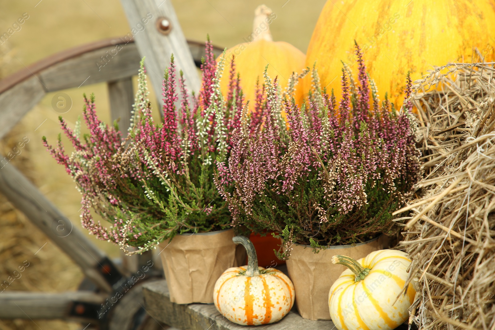 Photo of Beautiful heather flowers in pots and pumpkins in wooden cart outdoors