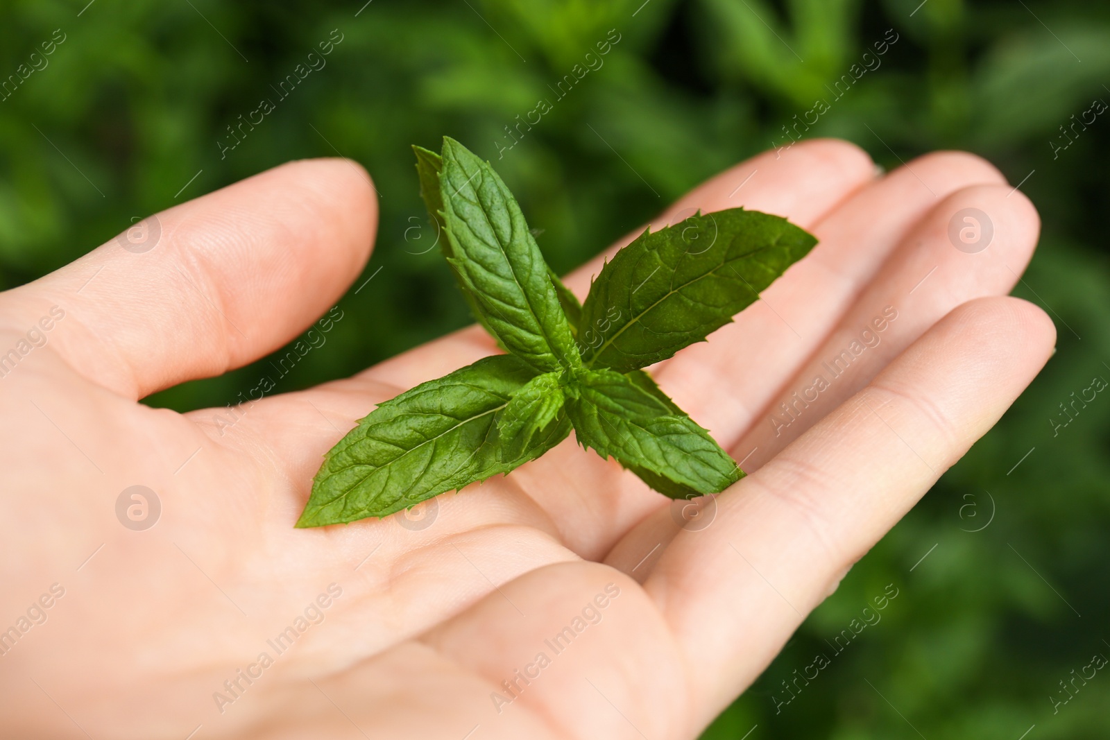 Photo of Woman holding fresh green mint outdoors, closeup