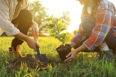 Photo of Couple planting young green tree together outdoors, closeup