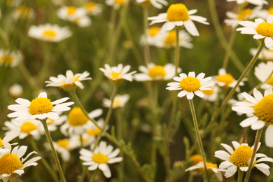 Beautiful chamomile flowers growing in field, closeup