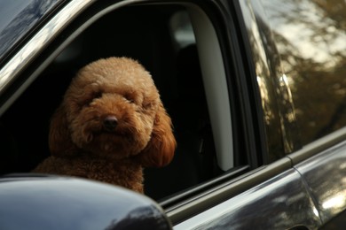 Photo of Cute dog inside black car, view from outside
