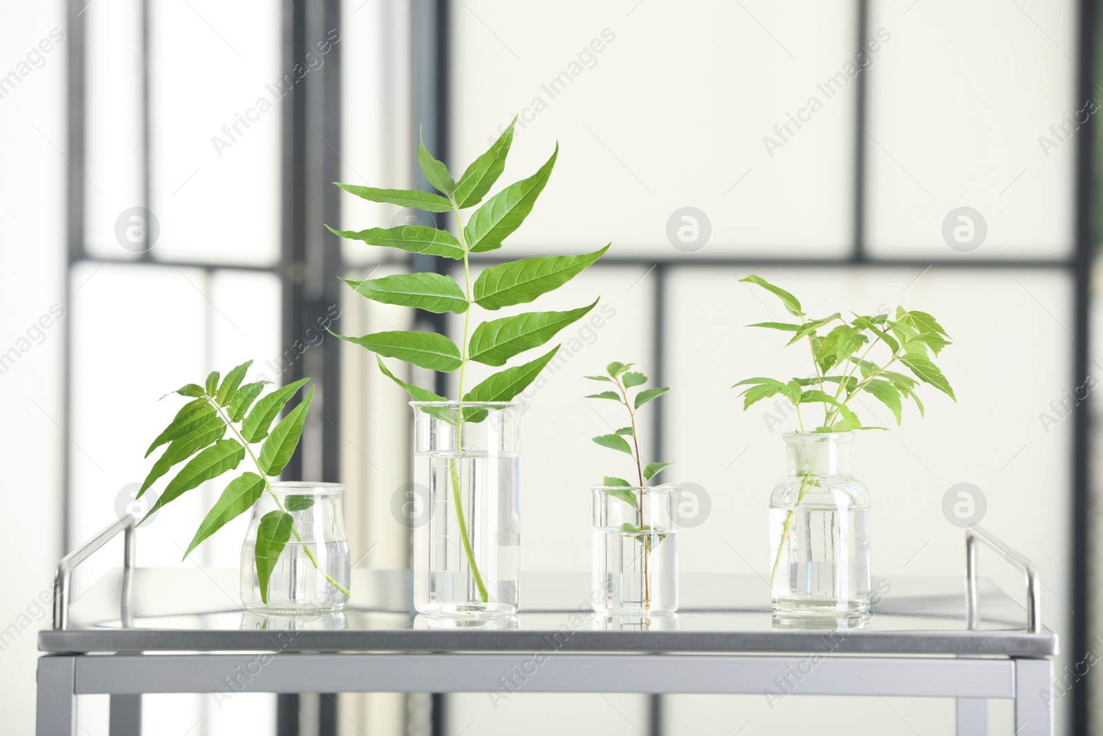 Photo of Laboratory glassware with plants on metal table