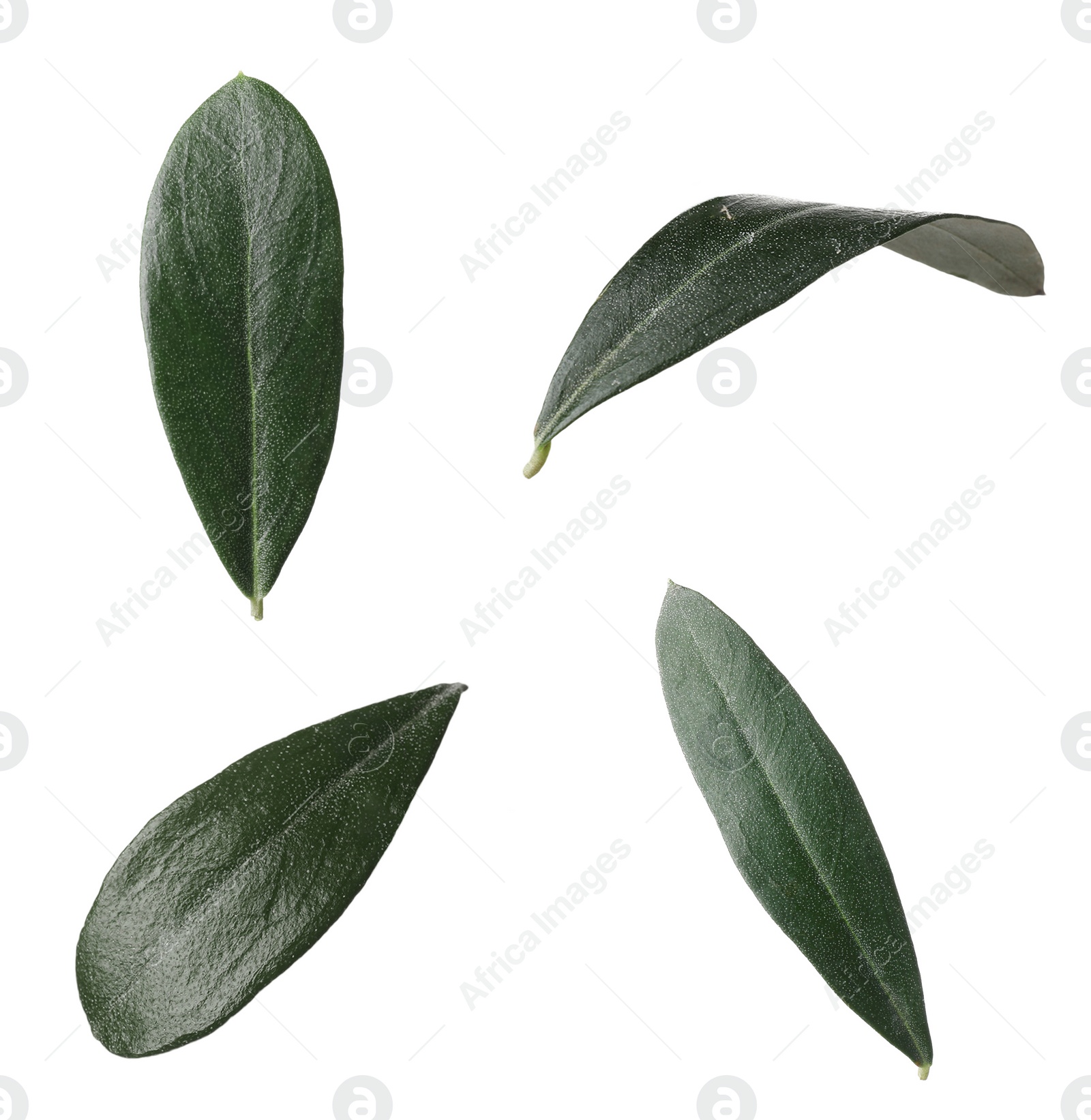 Image of Set with fresh green olive leaves on white background