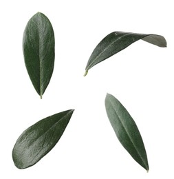 Image of Set with fresh green olive leaves on white background