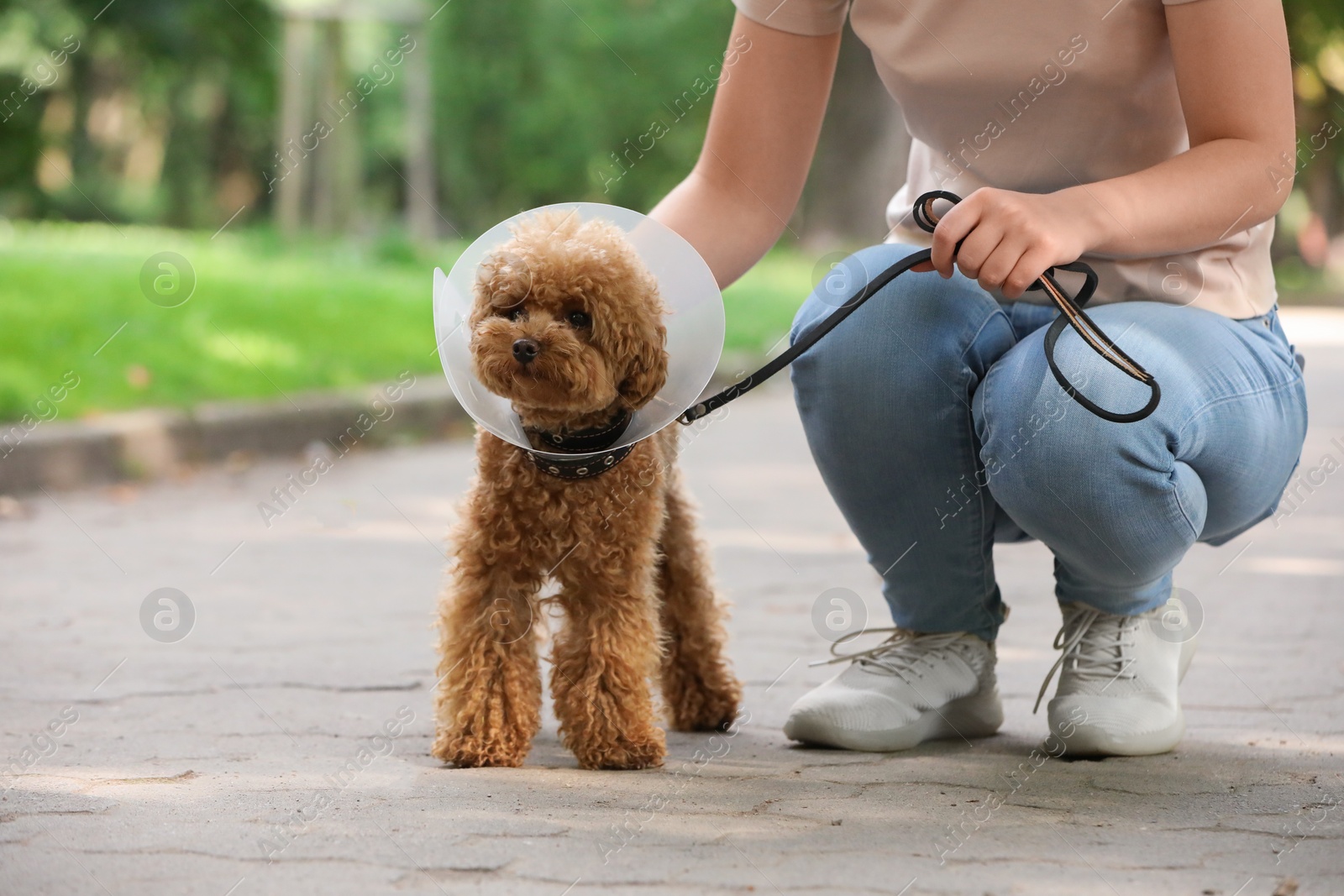 Photo of Woman with her cute Maltipoo dog in Elizabethan collar outdoors, closeup