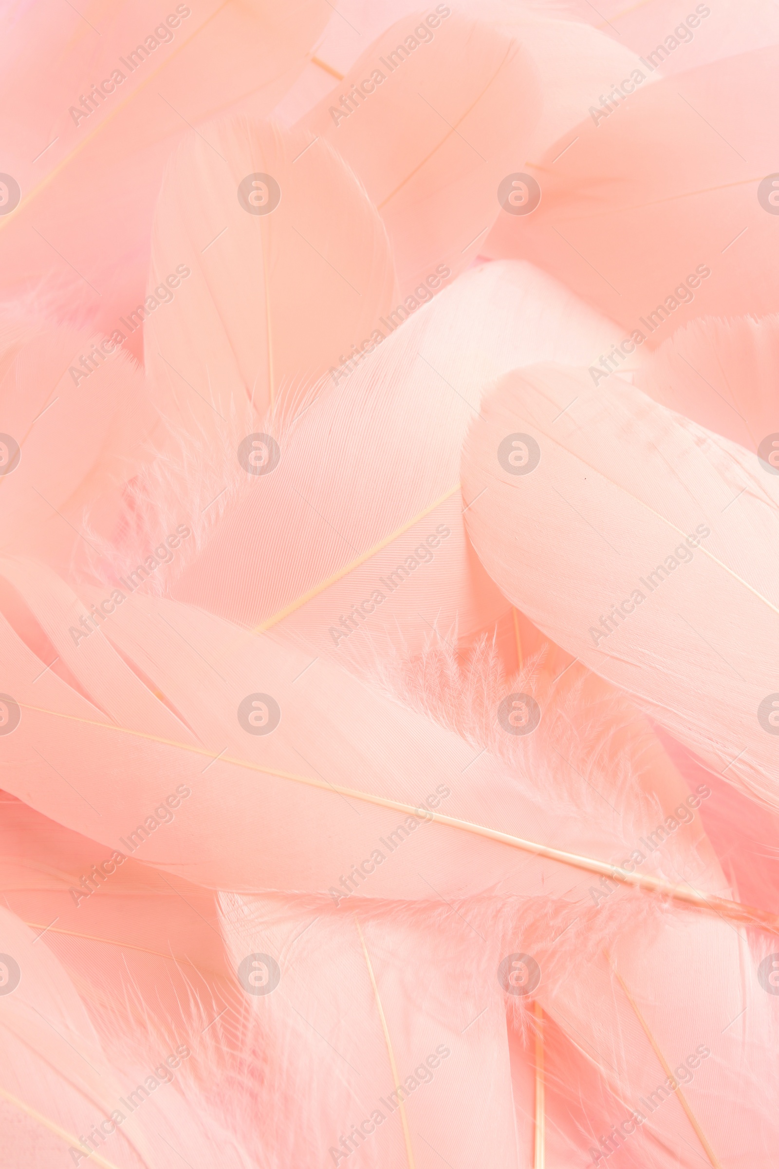 Photo of Many beautiful pink feathers as background, closeup