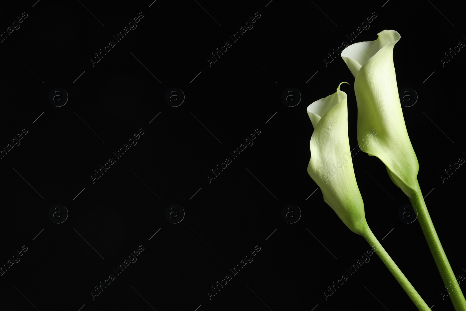 Photo of Beautiful calla lily flowers on black background, space for text