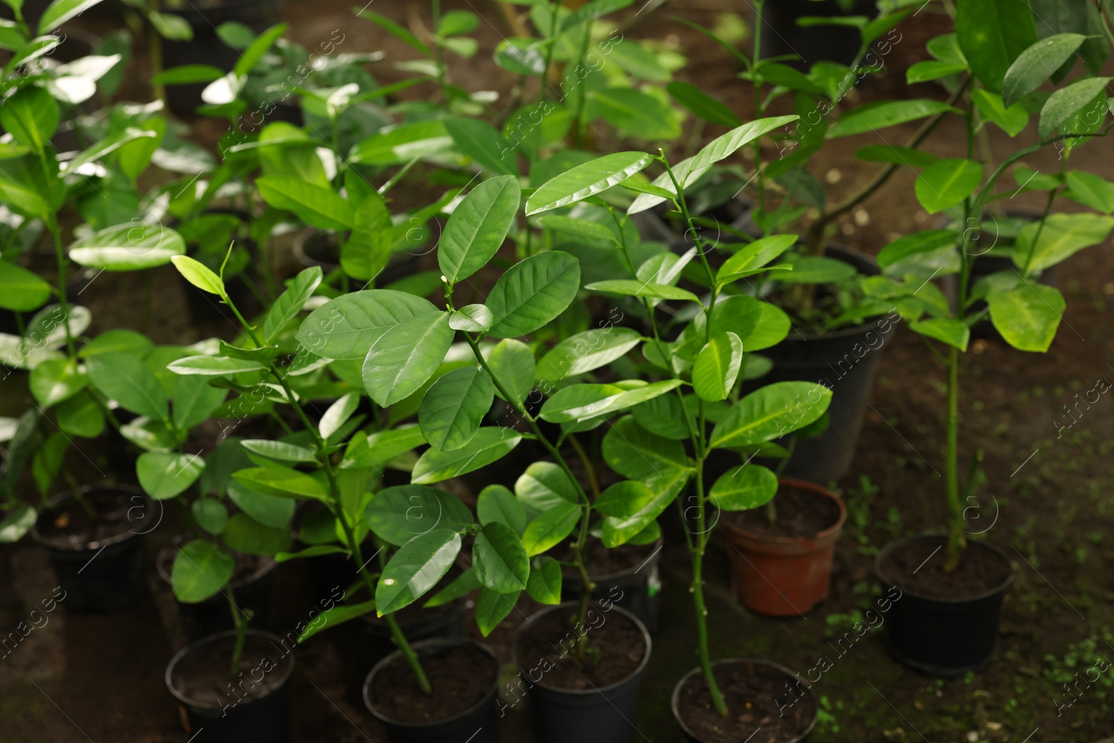 Photo of Many different beautiful potted plants in greenhouse