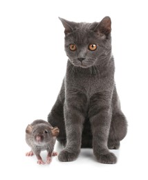 Image of Cute grey British Shorthair cat and rat on white background. Lovely pets
