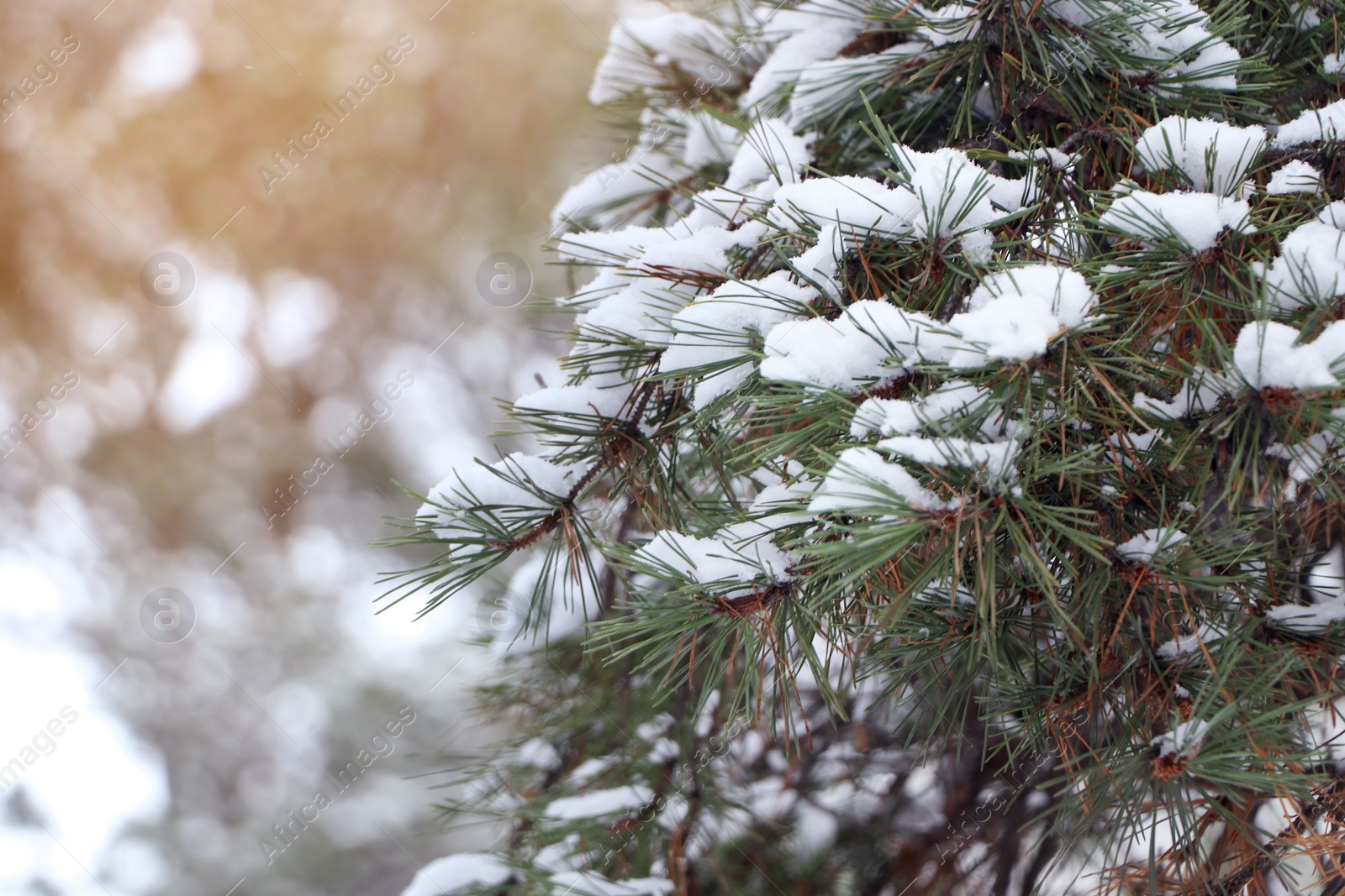 Photo of Conifer tree branches covered with snow in forest