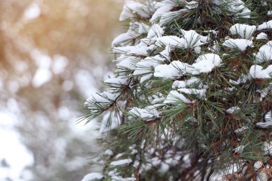 Photo of Conifer tree branches covered with snow in forest