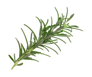 Sprig of fresh rosemary isolated on white