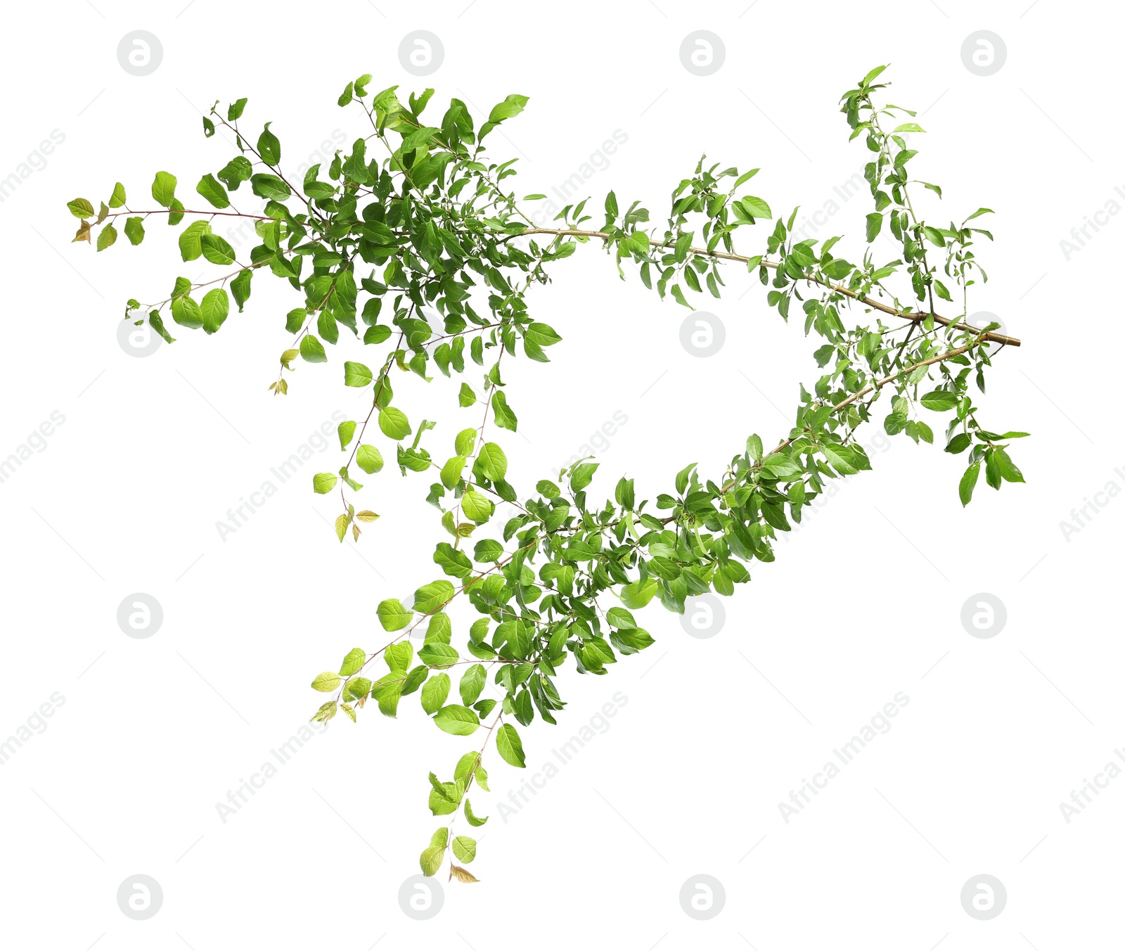 Photo of Branch of tree with young fresh green leaves isolated on white. Spring season