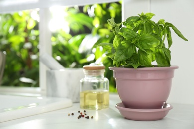 Fresh green basil in pot on countertop in kitchen. Space for text