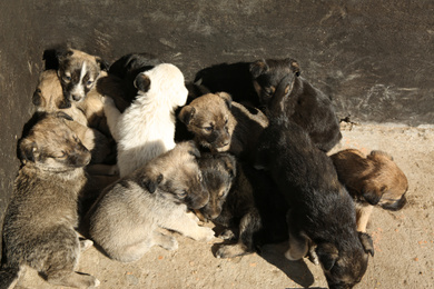 Photo of Stray puppies outdoors on sunny day. Baby animals